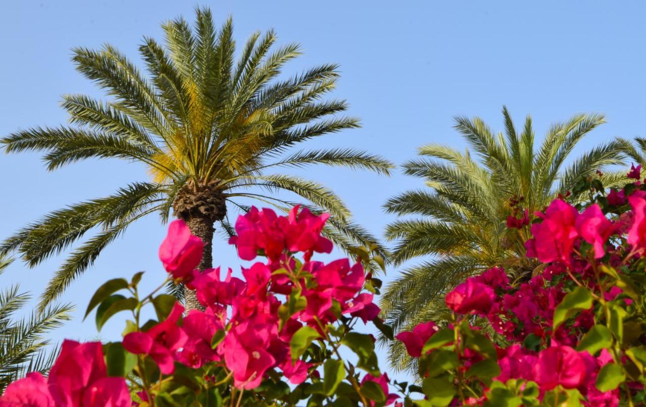 Golden Palms Guest House & Cafe Фамагуста Екстер'єр фото